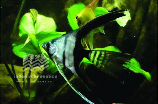 Pterophyllum Scalare